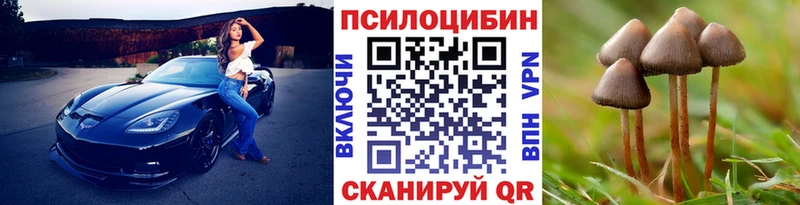 Псилоцибиновые грибы Psilocybe  где продают наркотики  Красный Сулин 
